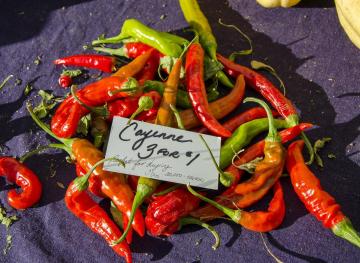 Chile Pepper Festival At The Brooklyn Botanic Garden Returns