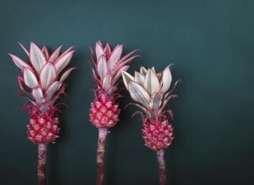 Intel 12/23: Pink Pineapples Approved for Sale, Luksus Closes & Robin Hood Restaurants Feed the Needy