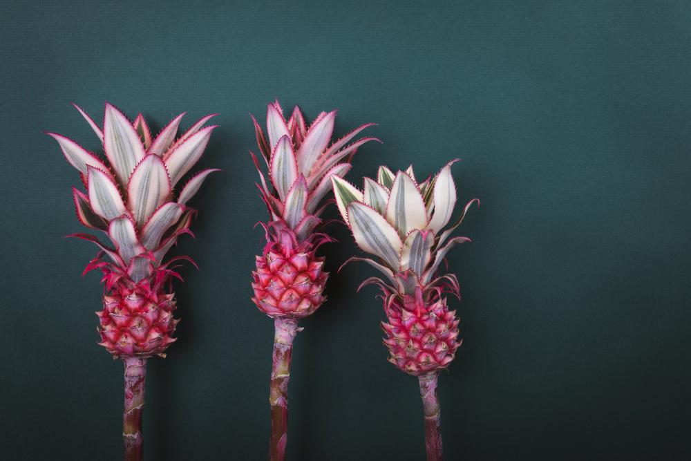 Intel 12/23 Pink Pineapples Approved for Sale