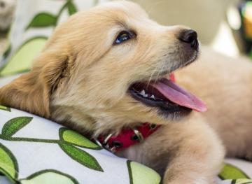 Why People With Pets Are Happier And Healthier