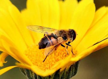 This Honey Bee Product Will Make You Live Longer
