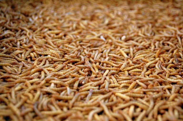 Maggots In Canned Mushrooms Are Accepted By The FDA