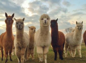 You Can Have A Picnic With 60 Alpacas On This Berlin Farm