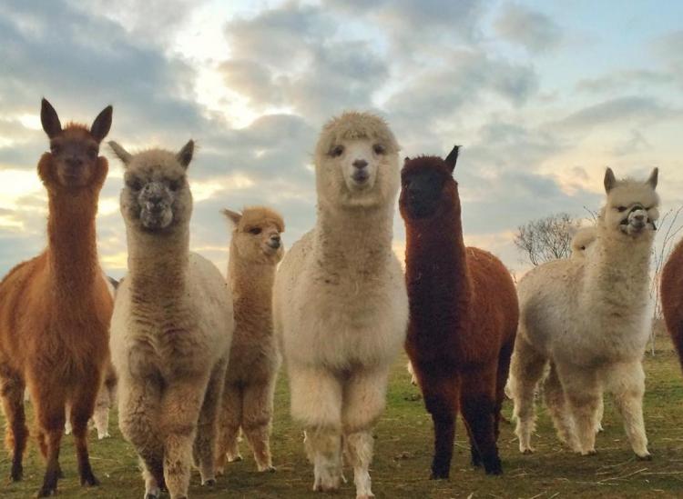 Berlin Alpaca Farm Is The Perfect Place For A Picnic