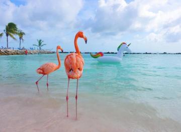 You Can Hang With Flamingos On This Private Beach