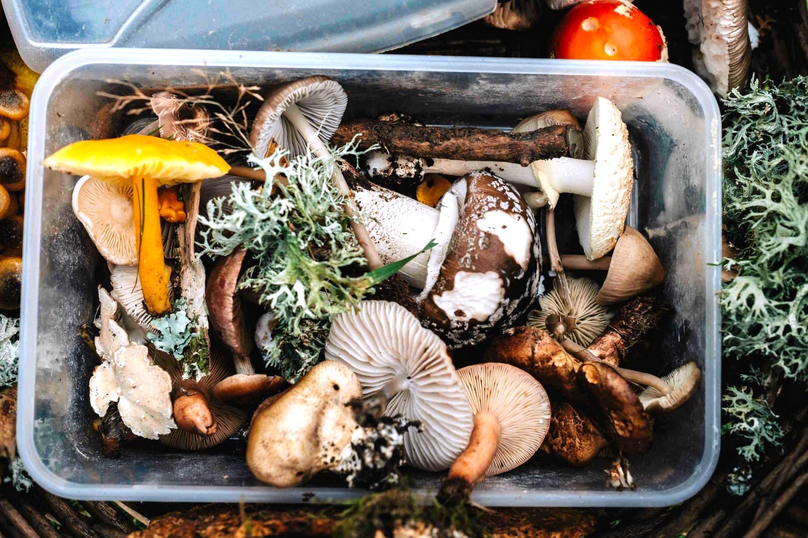 How To Cook With Mushrooms: The Full Guide