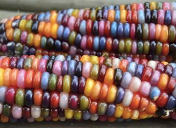 These Photos Prove Rainbow Corn Is The Most Beautiful Thing You’ll See This Fall