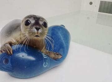 Help Rescue Lovable Wild Seal Pups At This Netherlands Rescue Center