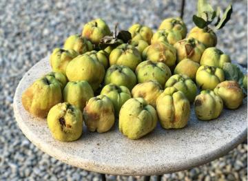 Quince Is The Secret Fall Fruit You Need To Get Your Hands On