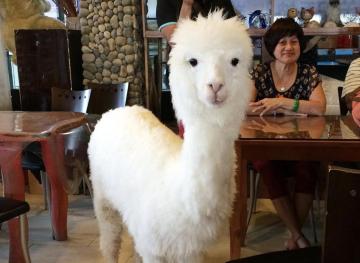 You Can Drink Coffee And Play With Alpacas At This Taiwan Cafe
