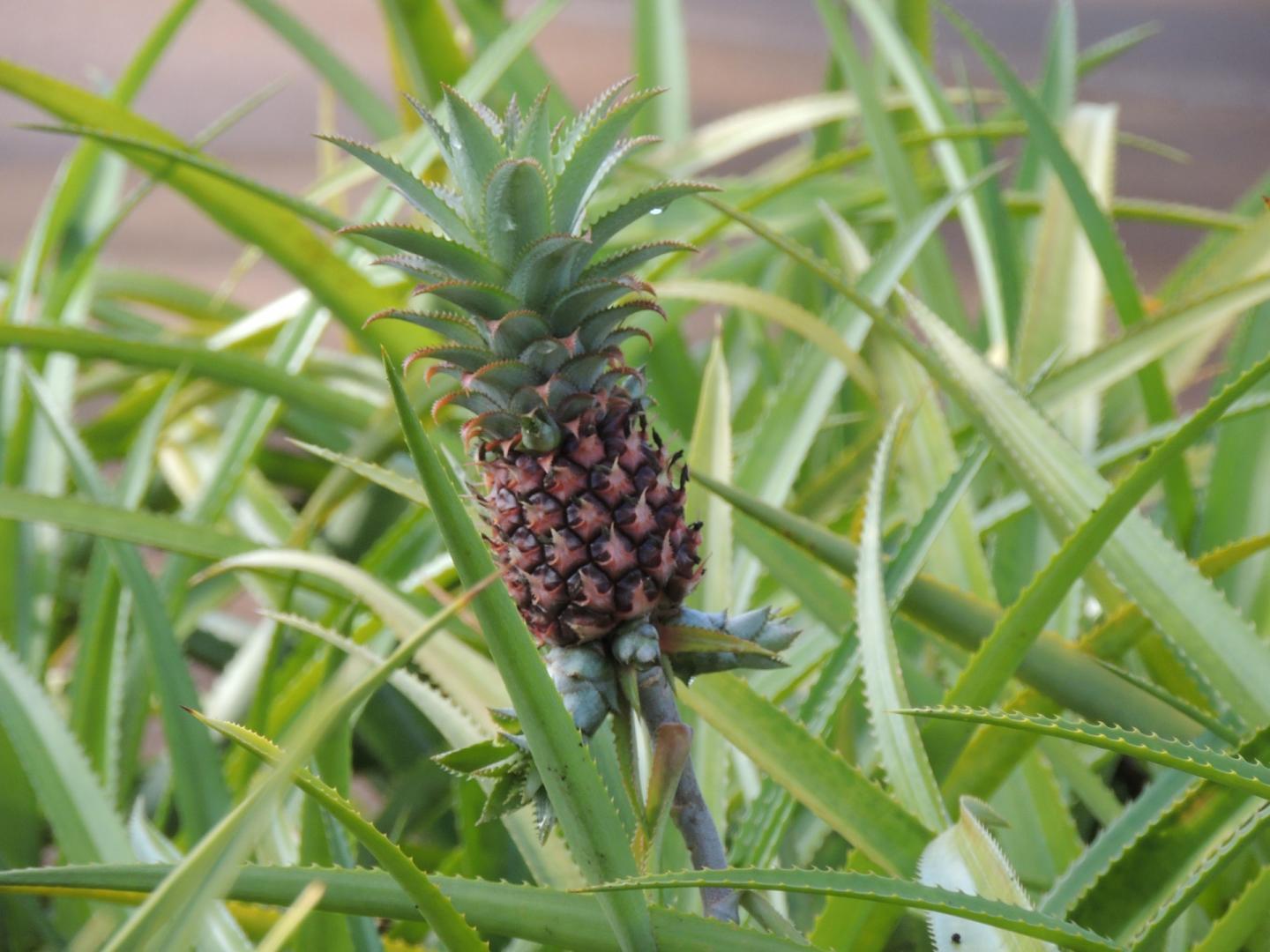 Pineapple Plant Stops Snoring In Its Tracks