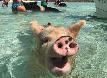 Here’s How Not To Be An Asshole To The Swimming Pigs In The Bahamas