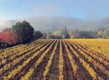 11 Of The Most Beautiful Wineries In Napa Valley