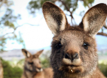 This Tasmanian Animal Sanctuary Is Legit Proof Australia Has The Cutest Creatures