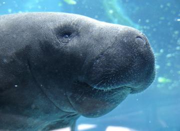 Feed Orphaned Manatees At This Rescue Center In Peru