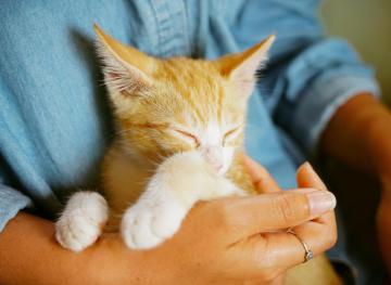 This Irish Vet Will Pay You To Cuddle With Cats In Dublin
