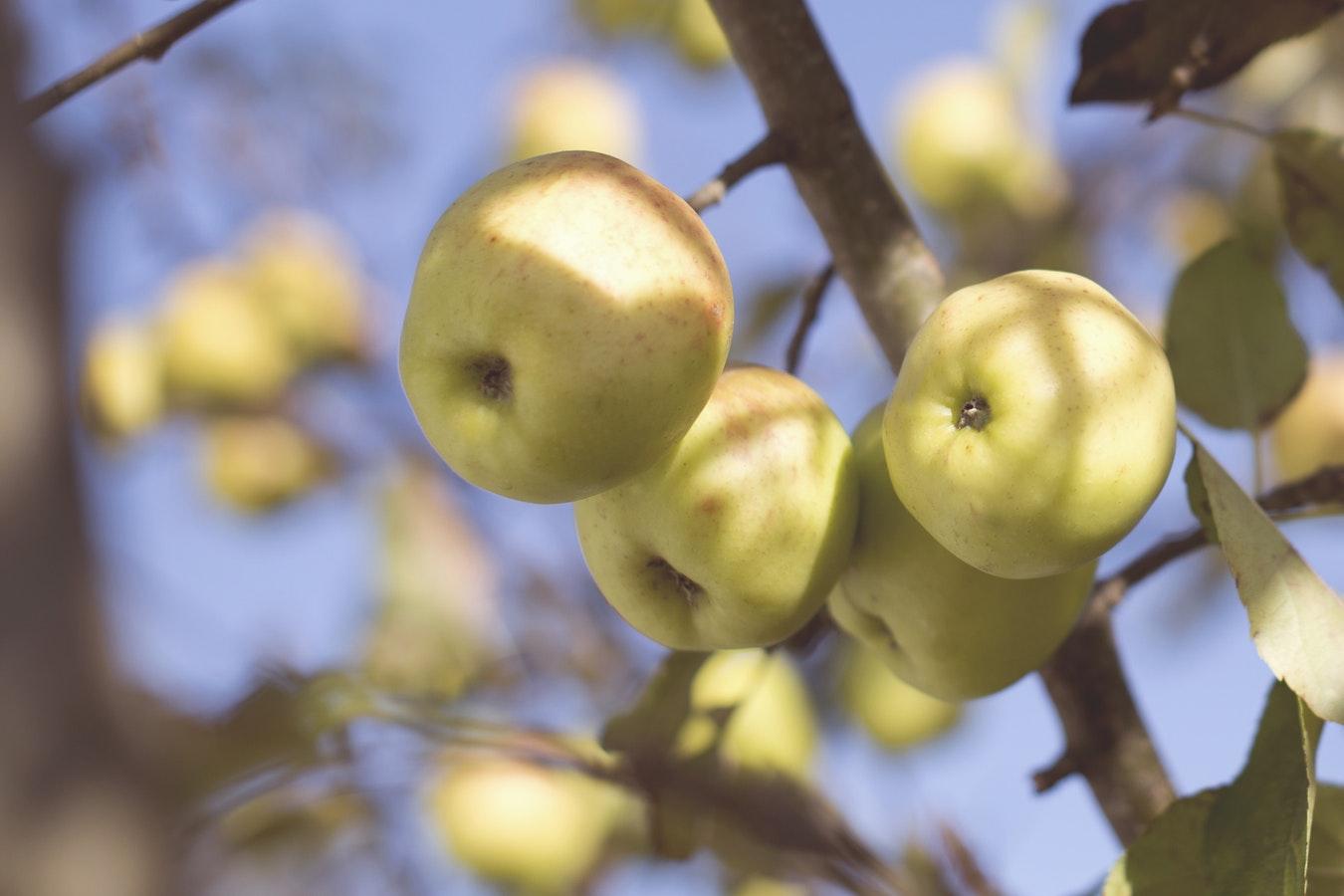 Do Blue Apples Really Exist