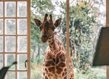 If You Want To Get Cozy With Giraffes, Giraffe Manor Is Your Spot
