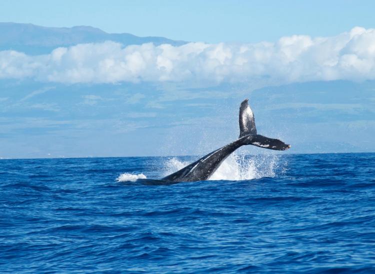 where to see whales