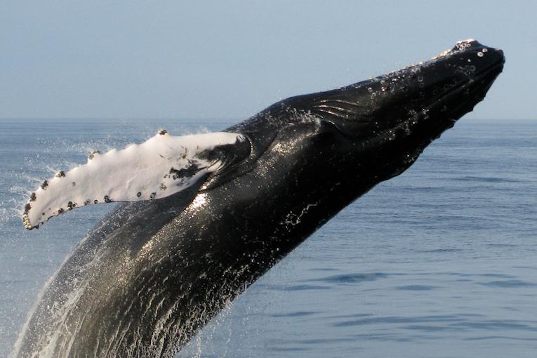 where to see whales