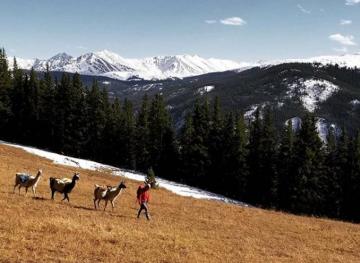 You Can Take A Llama To Lunch On This Colorado Hiking Tour