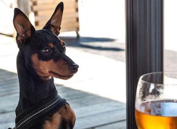 You And Your Favorite Doggy Friends Can Now Drink Together At This British Pub
