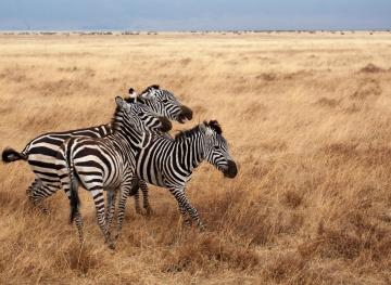 You Can Fly To Nairobi And The African Serengeti For $650