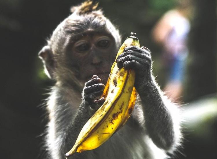 best ways to use ripe bananas