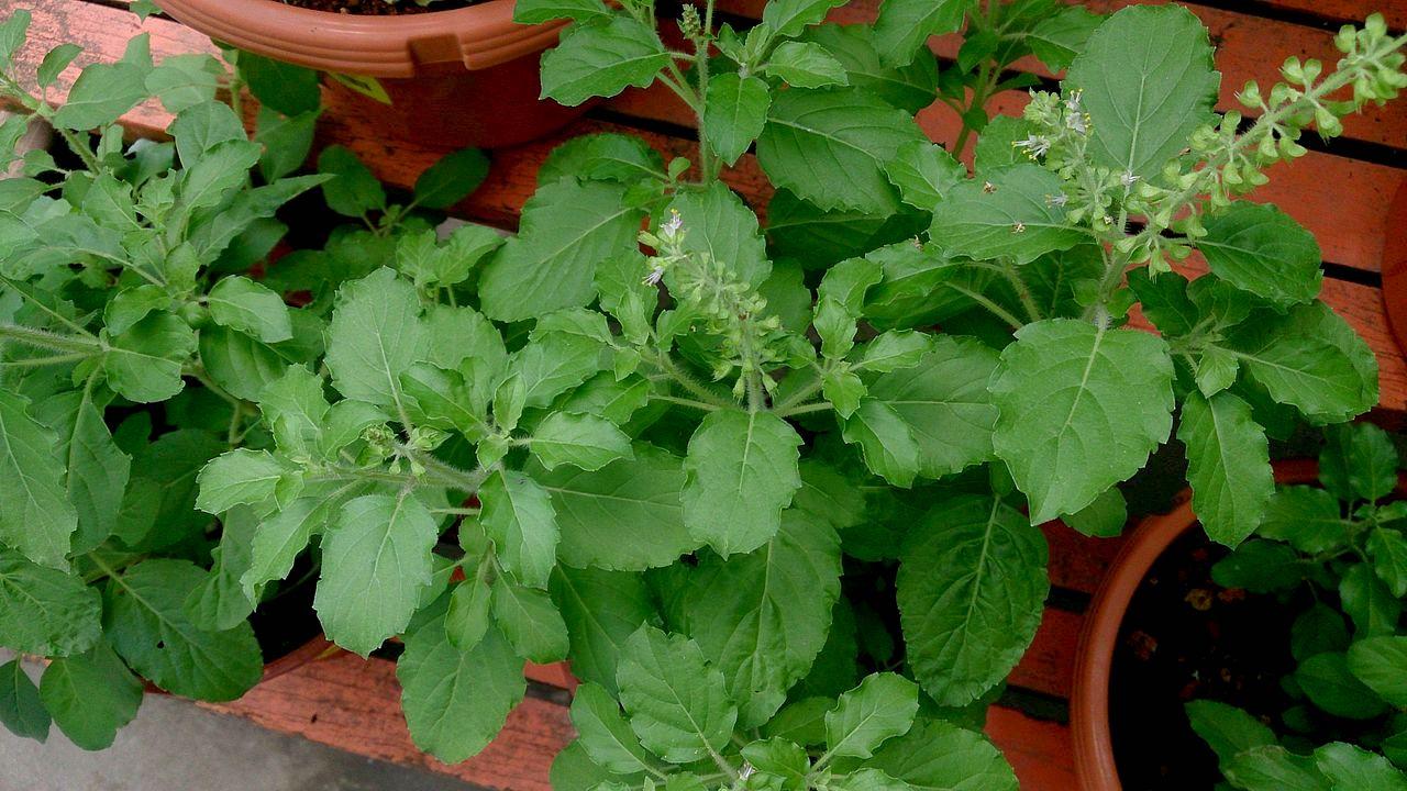 holy-basil-health-benefits-make-it-a-must-for-your-personal-care