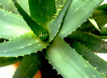 5 Reasons You Should Drink Aloe Juice This Summer