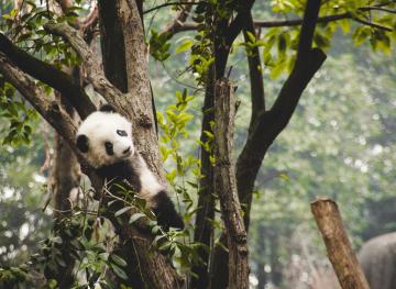 You Can Help This Sanctuary Get Pandas Ready To Return To The Wild (Hugs Included)