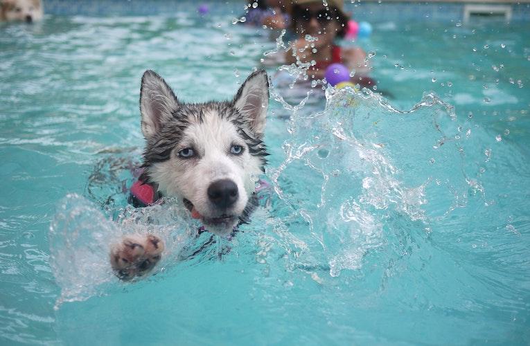 water safety for dogs