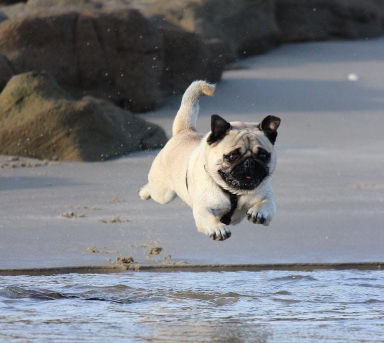 is it safe for dogs to swim in the ocean