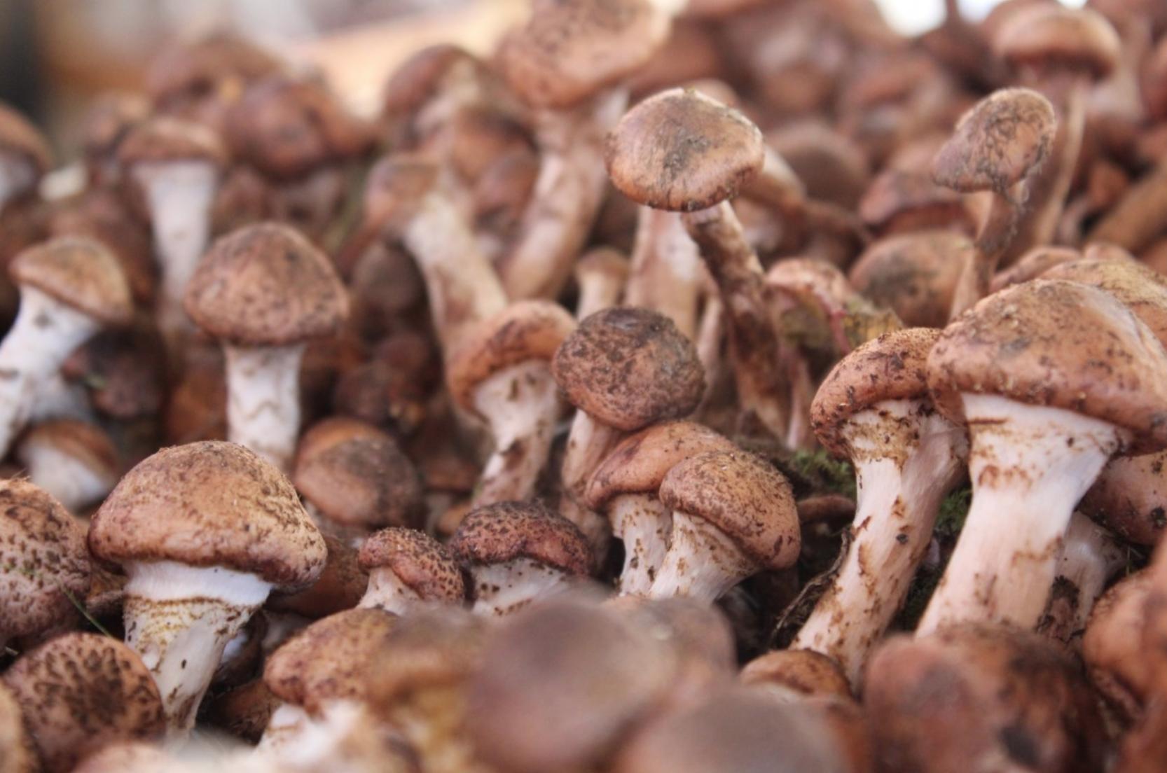 how to cook with mushrooms