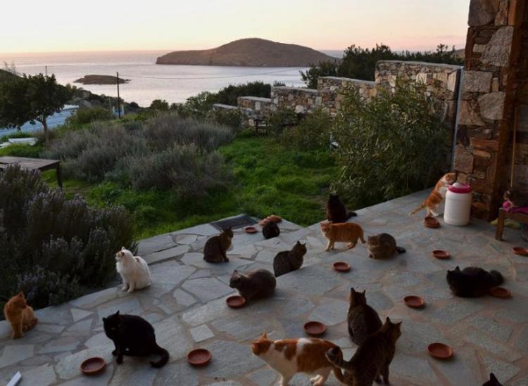 rescue cat job greece