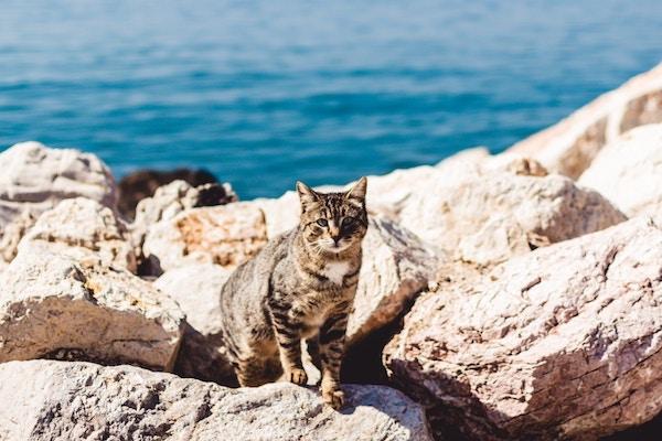 get paid to cuddle cats in greece