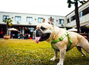 Your Go-To Etiquette Guide For Dining At Restaurants With Your Pup