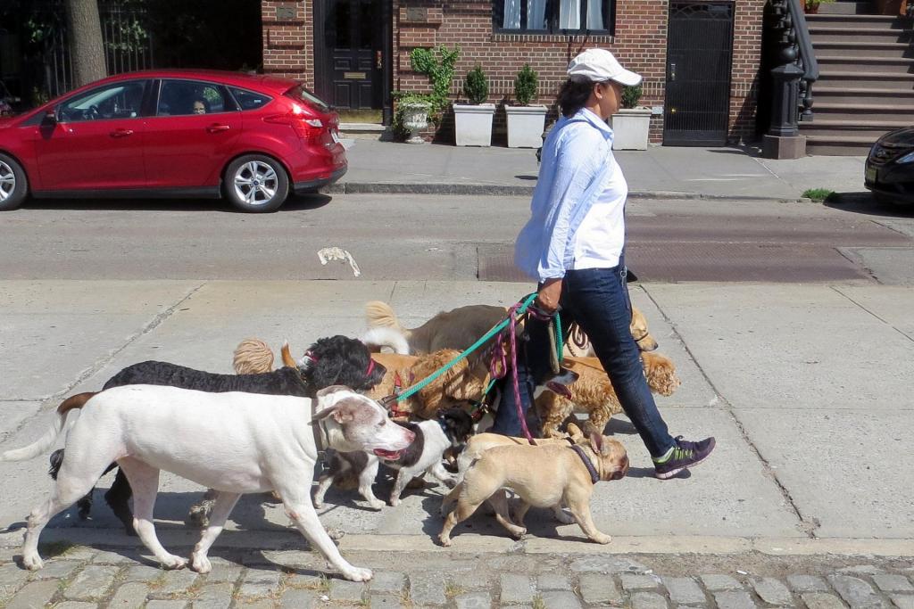 side hustle dog walker