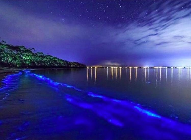 Bioluminescent Bay Puerto Rico