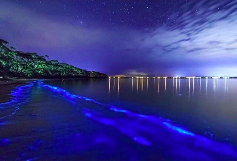 bioluminescent bay tours vieques