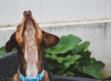 5 Dog Food Brands That Are Good Enough For Humans To Eat