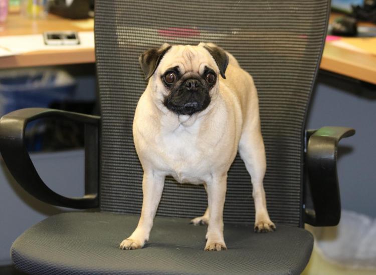 dog-friendly offices