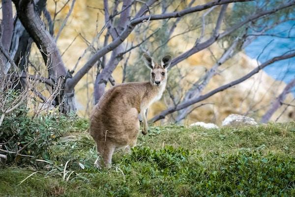 best island for animal lovers