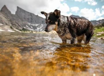 7 Of The Best Dog-Friendly Hiking Trails In The United States