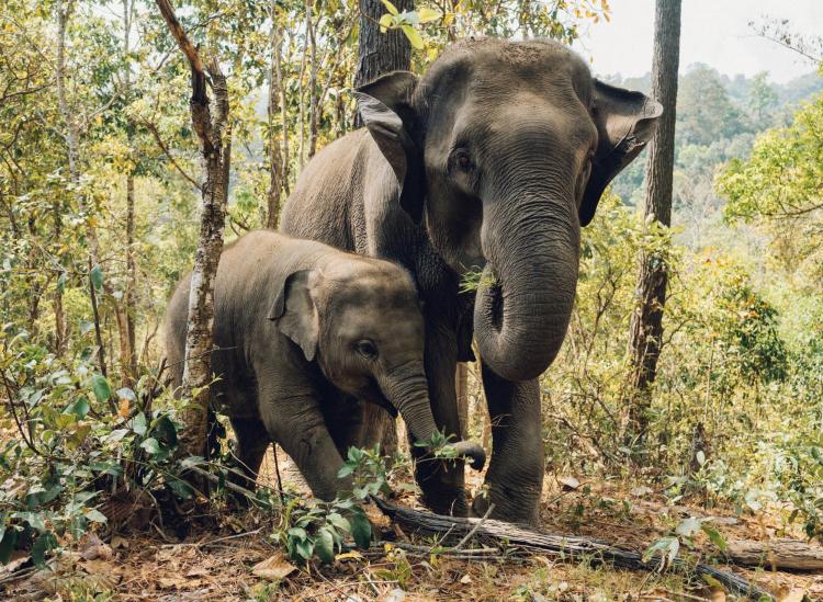 thailand best elephant sanctuary