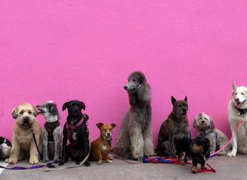 small or big dogs