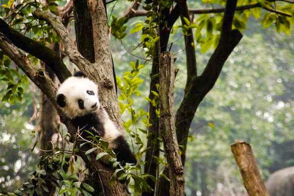 you can cuddle pandas at this sanctuary