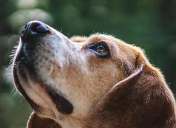 Your Dog Might Be Able To Tell Time, According To Science