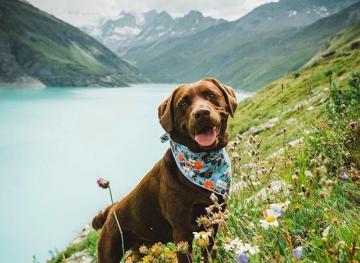 9 Travel Dogs To Follow On Instagram For Some Warm Fuzzies In Your Feed