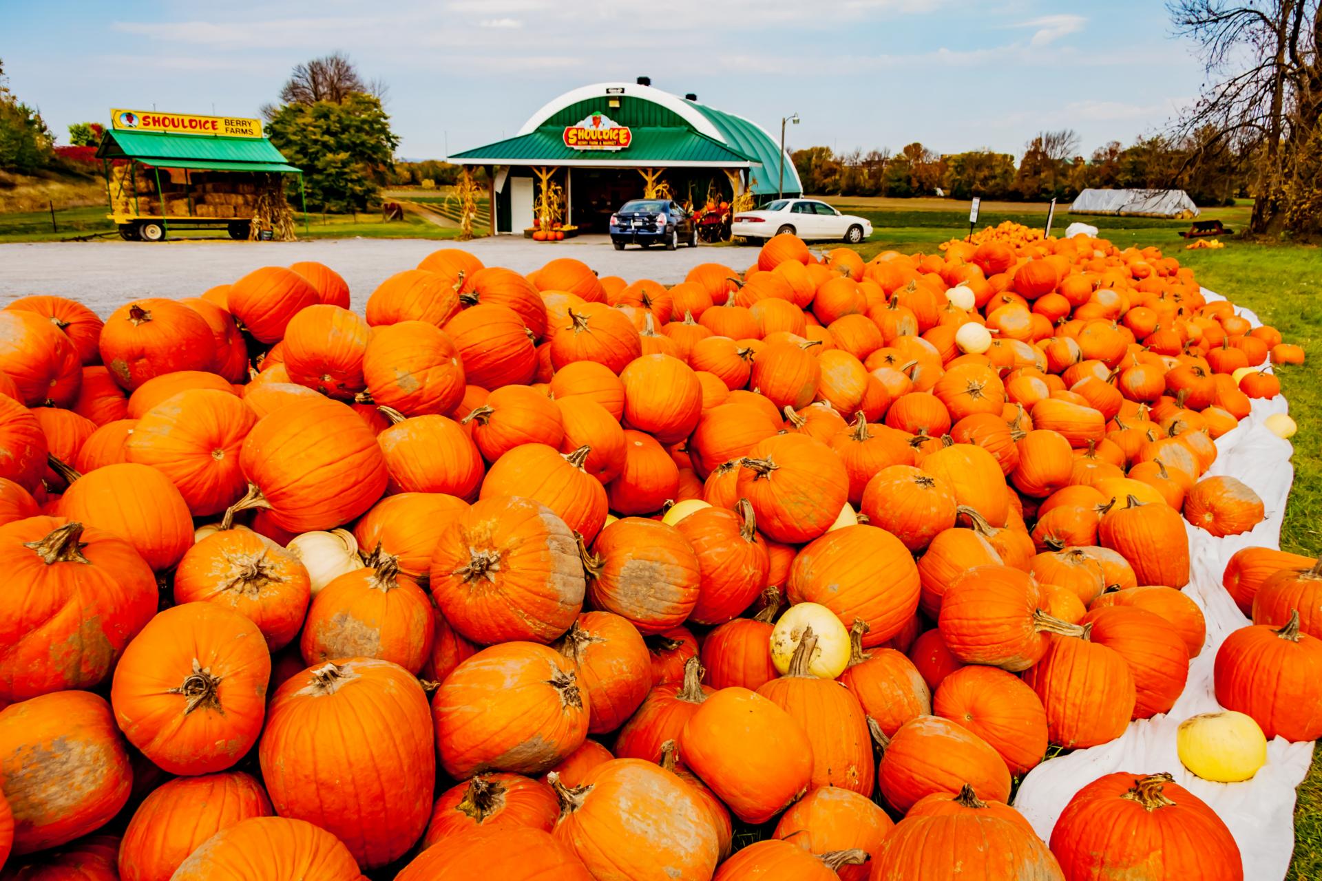 what vegetables are in season